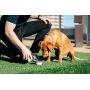 Dexas Popware for Pets Snack Duo Dual Chambered Hydration Bottle and Snack Container with Collapsible Pet Cup