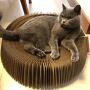 raillery Cat Scratcher Lounge Bed - Collapsible Round Shape Scratching Board for Big cat (US Warehouse,Arrive in 5-8 Days)