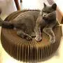 raillery Cat Scratcher Lounge Bed - Collapsible Round Shape Scratching Board for Big cat (US Warehouse,Arrive in 5-8 Days)