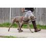 The Company of Animals Pet Harness