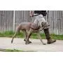 The Company of Animals Pet Harness The Company of Animals Pet Harness