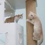 Wood Cat Climbing Frame Cat Tower Tree Multi-Layer Cat House Comfortable Cat Activity Centre Four Seasons Universal Run-anmy0716