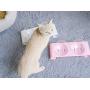 Legendog Cat Bowls,15°Tilted Cat Food Bowl Double Cat Dishes, Cat Feeder Cat Feeding Bowl Raised with Stand, Cat Food Water Bowl for Cats and Small Dog