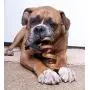 Downtown Pet Supply 10'' Thick Curly Bully Sticks for Dogs Made in USA - Odorless Dog Dental Chews Treats Bully Sticks (20 Pack) Downtown Pet Supply 10'' Thick Curly Bully Sticks for Dogs Made in USA - Odorless Dog Dental Chews Treats Bully Sticks (20 Pack)