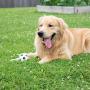 Gnawsome 3.5” Squeaker Soccer Ball Dog Toy - Medium, Promotes Dental and Gum Health for Your Pet, Colors Will Vary