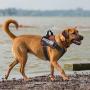 Vovodog Service Dog Harness, Adjustable Breathable Comfortable Dog Vest Harness Easy Wear and Take Off Pet Halters for Small Medium Large Dogs (with 2 Removable Patches)