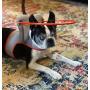 Muffin’s Halo Blind Dog Harness Guide Device – Help for Blind Dogs to Avoid Accidents & Build Confidence – Ideal Blind Dog Accessory to Navigate Surroundings. (M, Gray)