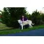 PetSafe Easy Walk Dog Harness, No Pull Dog Harness – Perfect for Leash & Harness Training – Stops Pets from Pulling and Choking on Walks – Works with Small, Medium and Large Dogs PetSafe Easy Walk Dog Harness, No Pull Dog Harness – Perfect for Leash & Harness Training – Stops Pets from Pulling and Choking on Walks – Works with Small, Medium and Large Dogs