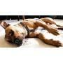 PAWZ PLAY Luxury Lace Print Black & White Dog Harness