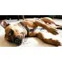 PAWZ PLAY Luxury Lace Print Black & White Dog Harness PAWZ PLAY Luxury Lace Print Black & White Dog Harness