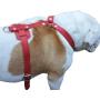 Genuine Leather Dog Harness, 37''-45'' Chest, 1'' Wide Straps. XXLarge. Newfoundland, Great Dane