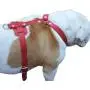 Genuine Leather Dog Harness, 37''-45'' Chest, 1'' Wide Straps. XXLarge. Newfoundland, Great Dane