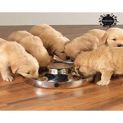 King International Stainless Steel Dog Bowl 2 Puppy Litter Food Feeding Weaning|SilverStainless Dog Bowl Dish| Set of 2 Pieces | 29 cm - for Small/Medium/Large Dogs, Pets Feeder Bowl and Water Bowl