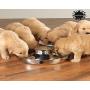 King International Stainless Steel Dog Bowl 2 Puppy Litter Food Feeding Weaning|SilverStainless Dog Bowl Dish| Set of 2 Pieces | 29 cm - for Small/Medium/Large Dogs, Pets Feeder Bowl and Water Bowl