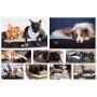 Pecute Large Dog Bed, Warm Plush & Cool Silk Double-Sided Pet Bed Four Seasons Available, Orthopedic Shredded Memory Foam Dog Beds, Washable Dog Lounge with Removable Cover