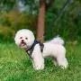 Puppy Harness and Leash Set - Reflective Small Dog Vest Harness for Walking, Classic Plaid Harness with Escape Proof Buckle, Soft Mesh Jacket for Puppies, Cats Puppy Harness and Leash Set - Reflective Small Dog Vest Harness for Walking, Classic Plaid Harness with Escape Proof Buckle, Soft Mesh Jacket for Puppies, Cats