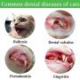 HESHPAWS Cat Teeth Cleaning Toys,Cat Toothbrush Toy,Interactive Cat Catnip Toys for Chewing,Fish Lobster Shape Toothbrush Chewing Pet Toy,Natural Rubber Teeth Cleaning Toys for Cats