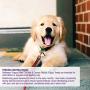 Wellness Natural Grain Free Puppy Training Treats