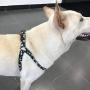 QQPETS Dog Harness and Leash Set Adjustable Back Clip No Pull Quick Fit/Release Halter Harness with Heavy Duty Leash 5FT Long for Extra Small Medium Large Breed Dogs Training Easy Walk