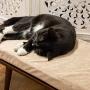 Penn-Plax Cat Walk Furniture: Luxury Lounger Cat Bed – Mid-Century Modern – For All Size Cats - Brown (CATFF18)