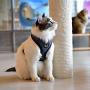 CATSPIA Darke A Harness
