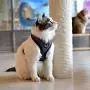 CATSPIA Darke A Harness CATSPIA Darke A Harness