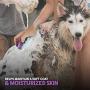 Poodle Pet Pet Brush Dog Soap and Shampoo Dispenser for Daily Grooming | Rinses Coat While Removing Lint and Shed Hair |for Short or Medium Hair | Soft Rubber Bristles Gentle on Skin | Purple