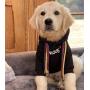 ChoChoCho Lucky Dog Hoodie Dogs Sweatshirt Pet Clothes Fashion Outfit for Dog Cat Puppy Small Medium