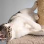 Cat Scratching Posts- Adult Cat and Kitten Tree, 3 Large Scratching Poles, Carpeted Base Play Area and Perch, Furniture Scratch Deterrent by PETMAKER