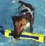 Nerf Dog 12in TPR/Foam Megaton Competition Stick - Blue/Green