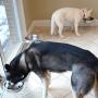 PetFusion Elevated Dog Bowls, Cat Bowls. [Attach, Detach, Add On, Mix Match Short 4'' & Tall 8'']. Buy Singles or Pairs