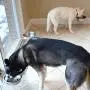 PetFusion Elevated Dog Bowls, Cat Bowls. [Attach, Detach, Add On, Mix Match Short 4'' & Tall 8'']. Buy Singles or Pairs