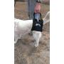 Dog Lift Support Harness:Airlift One Large Walkabout Support Sling