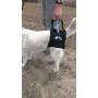 Dog Lift Support Harness:Airlift One Large Walkabout Support Sling