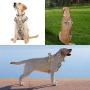 WINSEE Dog Harness and Collar Set for Large Dogs, Reflective Adjustable Step in Dog Halter Harnesses no Pull with Cobra Buckle Dog Collar Heavy Duty, Soft Padded Pet Vest Walking Harness