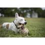 MuttNation Fueled by Miranda Lambert Monkey Fist Rope Dog Toy, Natural