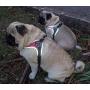 Tre Ponti Fibbia Small Dog Harness with Adjustable Belly Strap, 3.5 cm, Red