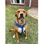 Gracie To The Rescue Pawsitive Hemp Dog Harness - We Donate a Harness for Every Harness Sold. Durable, Vegan, Hypoallergenic, Fleece Lined Adjustable Harness, Great for Sensitive Skin.