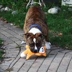 Smart Pet Love Tender-Tuffs - Comfort