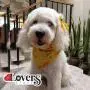 Dog Birthday Bandana and 5 Toys - The Scarf is Adjustable for Small, Medium, Large Dogs - Birthday Gifts for Dogs