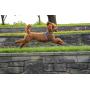 DEXDOG EZHarness, Dog Harness | On/Off Quick | Easy Step in | Walk Vest