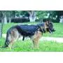 Ultrafun Tactical Dog Molle Vest Military Training Harness with Handle Outdoor Pet Supplies Ultrafun Tactical Dog Molle Vest Military Training Harness with Handle Outdoor Pet Supplies