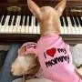 Parisian Pet Dog Cat Clothes Tee Shirts Mommys Boy, Daddys Girl, Big Brother, Big Sister, Little Brother, Little Sister, I Love Mommy, I Love Daddy Parisian Pet Dog Cat Clothes Tee Shirts Mommys Boy, Daddys Girl, Big Brother, Big Sister, Little Brother, Little Sister, I Love Mommy, I Love Daddy
