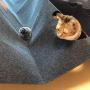 POPETPOP Cat Play Mat Cat Activity Sniffing Pad Interactive Scratching Bed Rug Behavioral Training Mat Pets Toy (Dark Grey)