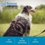Blue-9 Pet Products Buckle-Neck Balance Harness, 6-Point Adjustable No-Pull Harness, Ideal for Dog Training, Made in The USA, Blue, Medium
