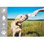 Pet Water Bottle, Leak-Proof Dog Water Dispenser with Drinking Feeder for Pets - Outdoor Walking, Hiking, Traveling - Portable and Convenient, Food-Grade, BPA-Free -Multi-Color Options CLEAR 14oz