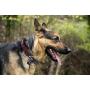 NFL Dog ID TAG - Smart Pet Tracking ID Tag. - Best Retrieval System for Dogs, Cats or Any Object Youd Like to Protect. Licensed Football Logo Engraved. Available in 32 NFL Teams!