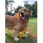 Wola Dog Soccer Ball, Size 1 with Free Pump, Made Out of 100% Natural Rubber, Non-Toxic Dog Toy - Rope & Tug Dog Toy