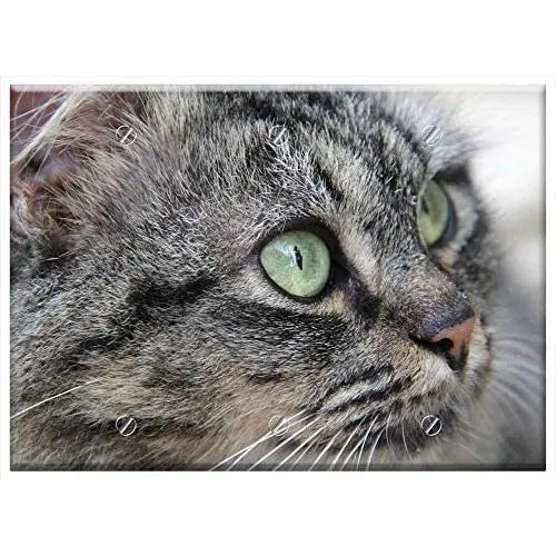 Triple Blank Wall Plate Cover - Cat Kitten Gata Feline Pet Animal Cat Face Grey Triple Blank Wall Plate Cover - Cat Kitten Gata Feline Pet Animal Cat Face Grey