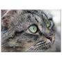 Triple Blank Wall Plate Cover - Cat Kitten Gata Feline Pet Animal Cat Face Grey